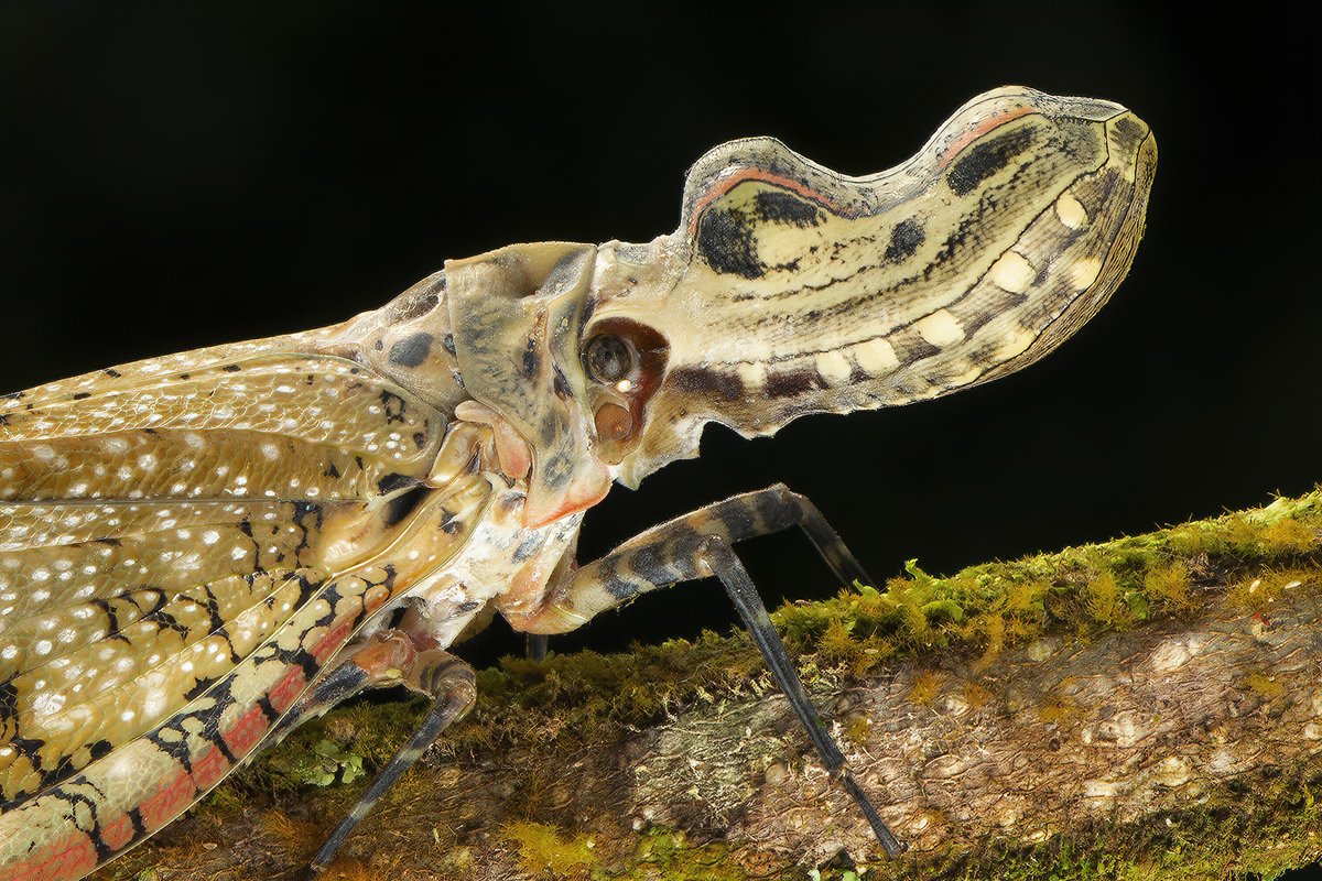 DavidWeiller's tweet photo. Peanut Bug (Fulgora laternaria) from Rainforest of Yasuni National Park, Ecuador.
🥜#PeanutBug #Legend 🥜
The legend says that if you get stung and you don't make love in 24h, you shall die...
In truth, it's mouth is like a straw, it can't even bite and is totally harmless 😃 https://t.co/RvFBESs6D9