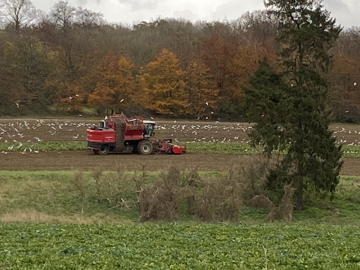 Gulls enjoying beet harvest