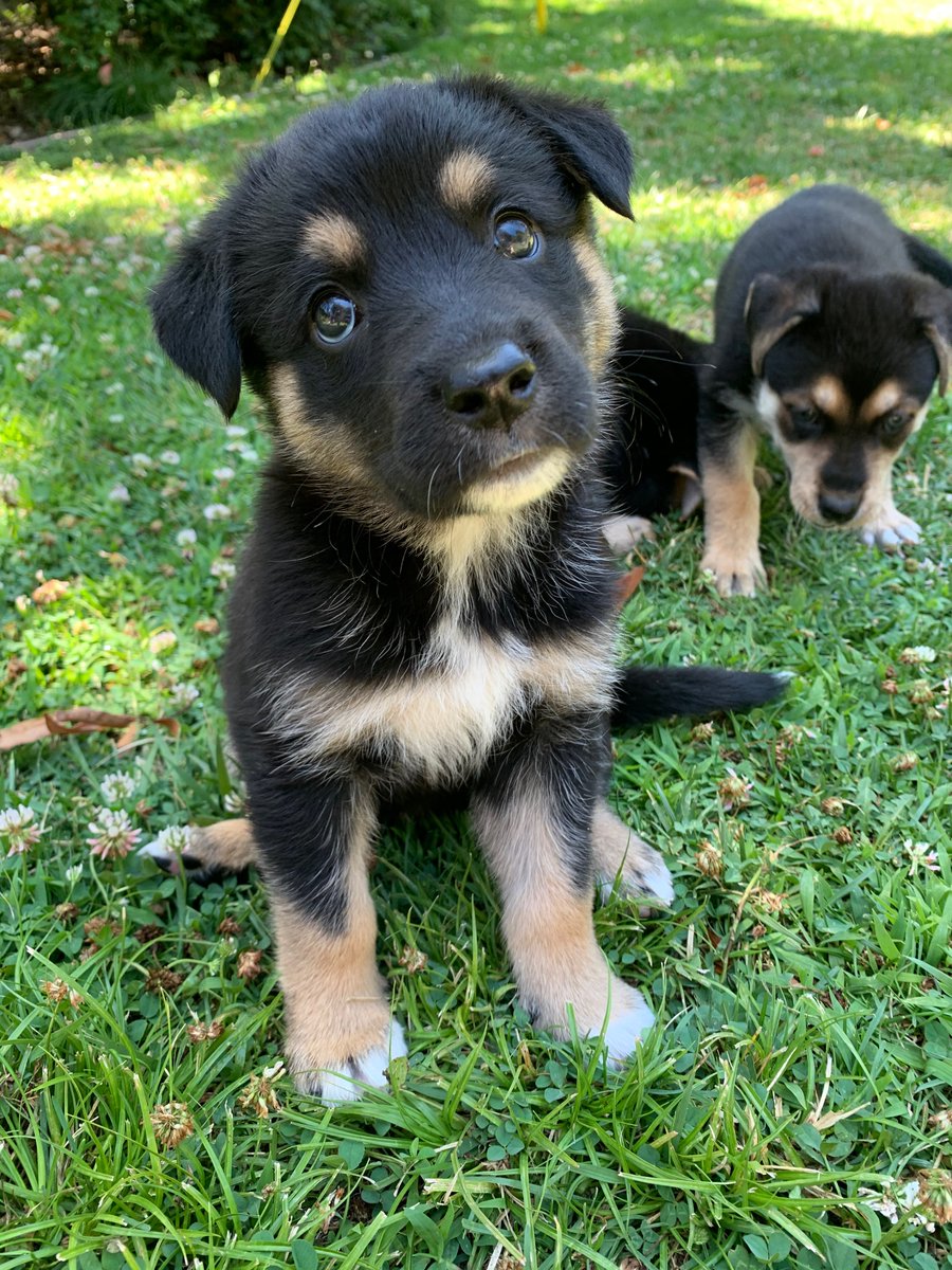 parks puppies at 8 weeks! ron, andy, april, leslie, ann