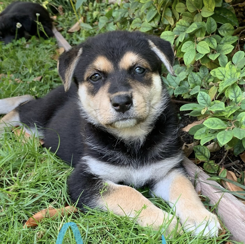 parks puppies at 8 weeks! ron, andy, april, leslie, ann