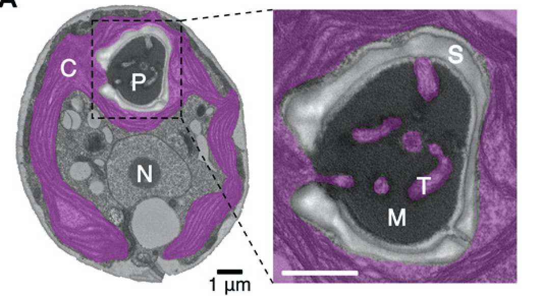 The #pyrenoid mediates one-third of global CO2 fixation, but how does it assemble? Our just-published paper explains how. Congrats to Moritz and the team including <a href="/mackinderlab/">Luke Mackinder</a>!
advances.sciencemag.org/content/6/46/e…