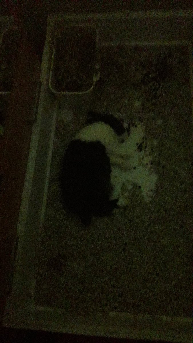 Draenistica's tweet photo. 🐇 Hilo apreciando a Kairi porque es una reina y se lo merece 🐇 https://t.co/uXEyT8vknb