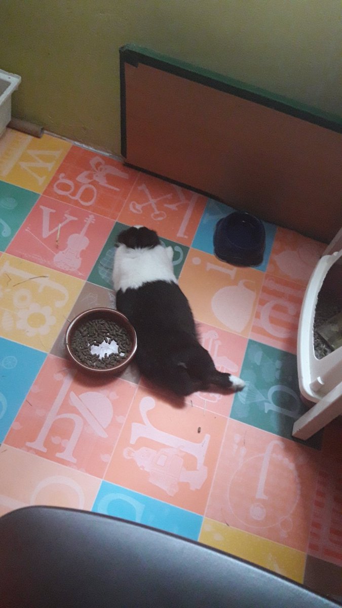 Draenistica's tweet photo. 🐇 Hilo apreciando a Kairi porque es una reina y se lo merece 🐇 https://t.co/uXEyT8vknb