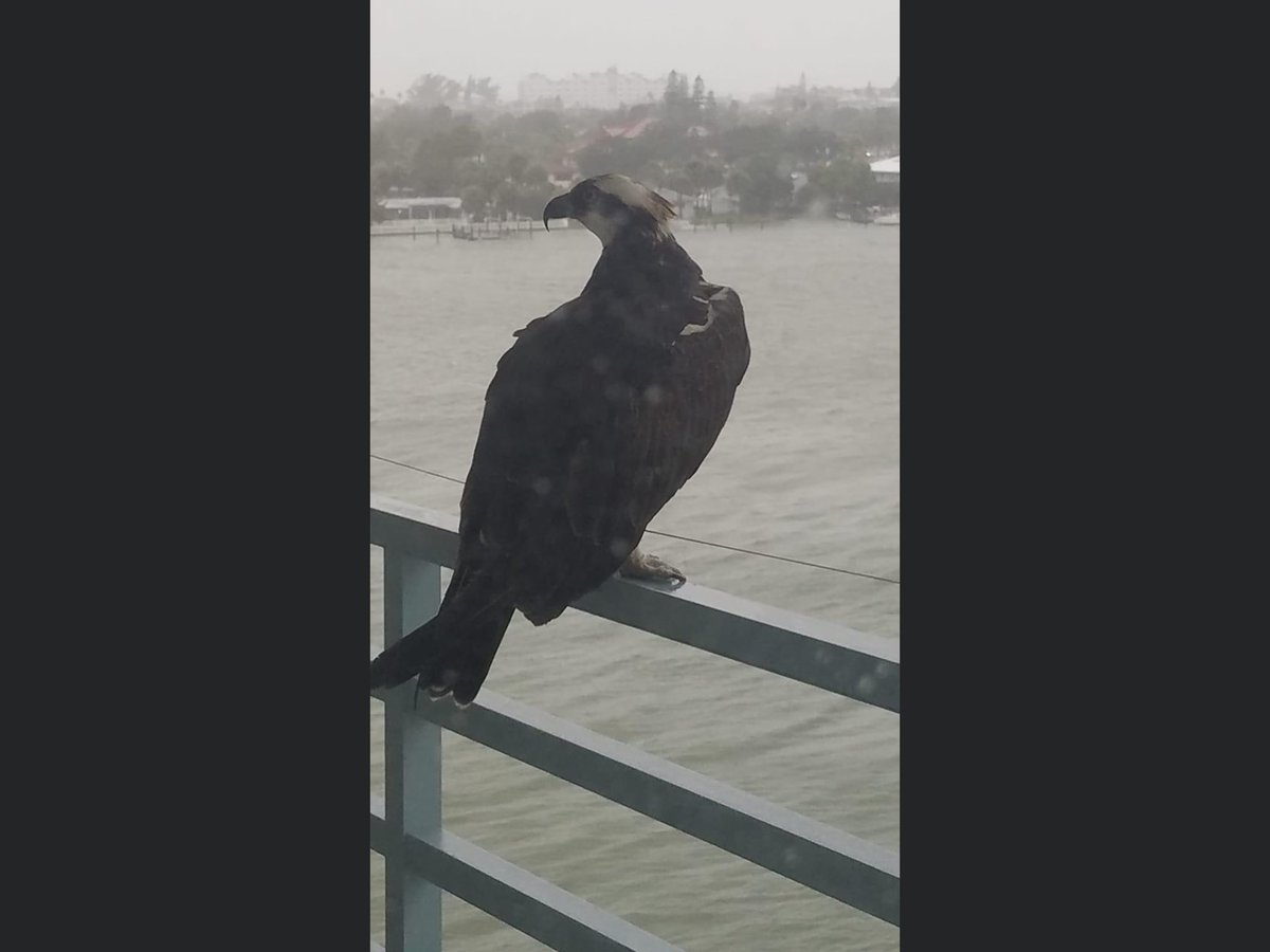 lmr88's tweet photo. #Ospry. My brother had a visitor on his balcony down in St Pete. Waiting for #Eta to go on about it’s way....... https://t.co/oMINanym2w