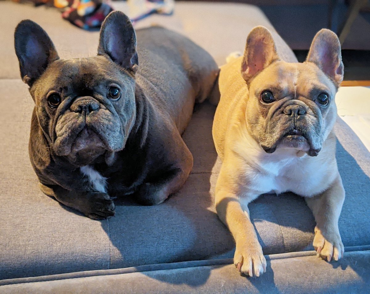 Lounging with my bff 🙂
#dogs
#HumpDayVibes