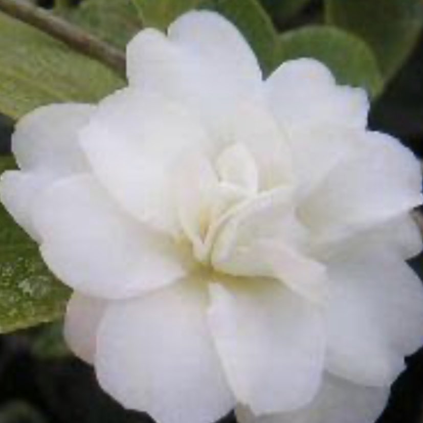 Baris Semerci Chibanodaijinn An Old Chinese Poem 百花齊放 百家爭鳴bǎihua Qifang Bǎijia Zhengming Let A Hundred Flowers Bloom Let A Hundred Schools Of Thought Contend Twitter Baris Semerci Chibanodaijinn An Old Chinese Poem 百花齊放 百家爭鳴bǎihua Qifang Bǎijia Zhengming Let A Hundred Flowers Bloom Let A Hundred Schools Of Thought Contend Twitter