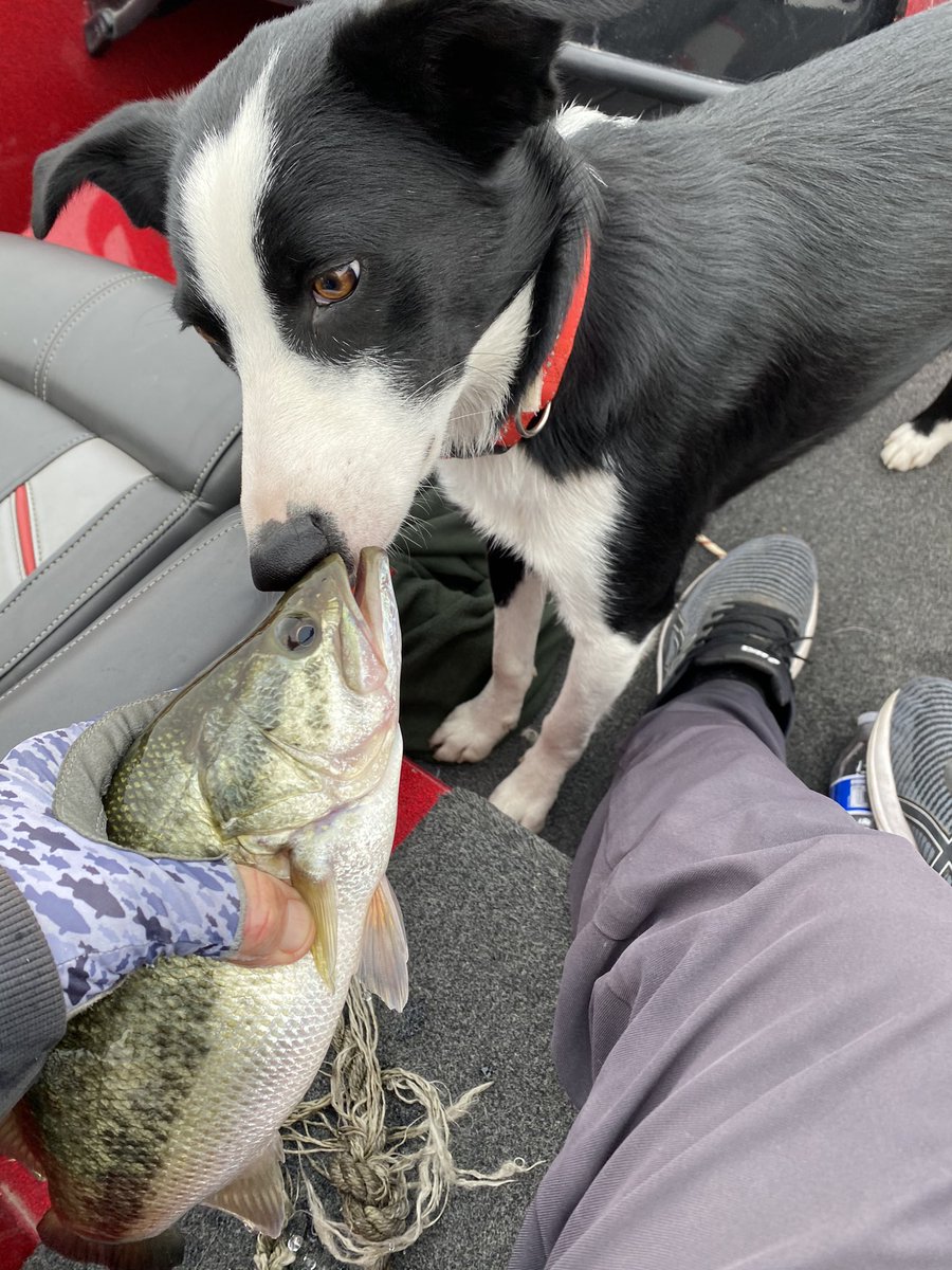 igofish2day's tweet photo. #Milo the wonderdog! Says wtf! We are driving the lake and two guys are dead sticking in the middle of the lake and as We get closer they pick up #luer and start tossing at us! And then yelled at me for driving through there fish! Or lack of fish. Haha! https://t.co/O5zcQ3E0nU