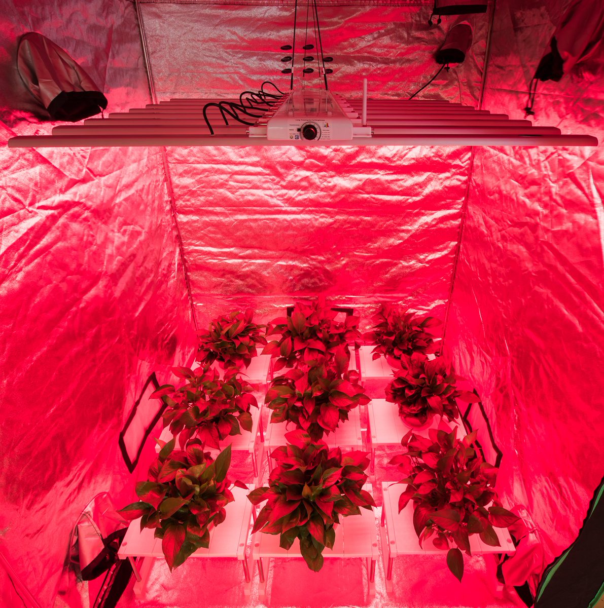 cable_zhu's tweet photo. ORIGLITE Spydr bar light, LM301B / LM301H. 4 spectral modes: separate tuning 3500K for germination, seedlings and flowering; 5700K for Veg; 660nm for flowering; integral tuning 3500K+5700K+660nm for germination, seedlings, Veg. and flowering

#origlite #cannabis #marijuana https://t.co/WYrovko823