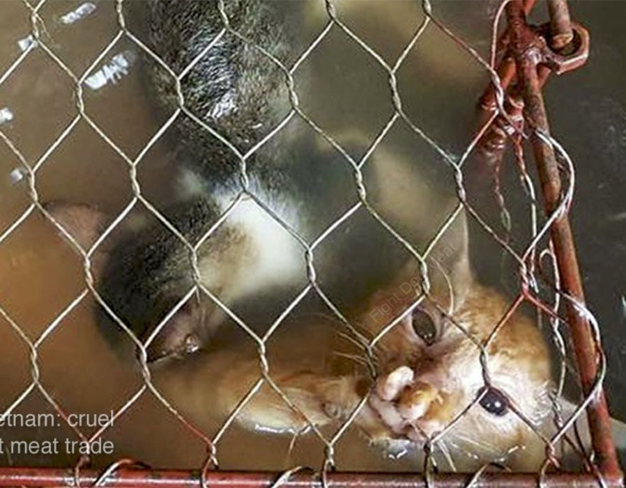 PatStrauss3's tweet photo. @MaryJoe38642126 @FrankPallone @HouseAgDems @HouseForeign Please consider #HConRes71, the #dogcatmeattrade is #hell.
Urge all #nations to follow it. These #animals are #boiled, #skinned, #hanged and #beated #alive. https://t.co/YQO5KGY8GJ