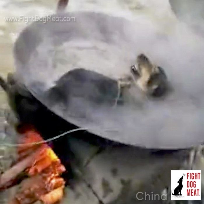 PatStrauss3's tweet photo. @MaryJoe38642126 @RepDonaldPayne @HouseAgDems @HouseForeign Please consider #HConRes71, the #dogcatmeattrade is #hell.
Urge all #nations to follow it. These #animals are #boiled, #skinned, #hanged and #beated #alive. https://t.co/APdSYTWKtK