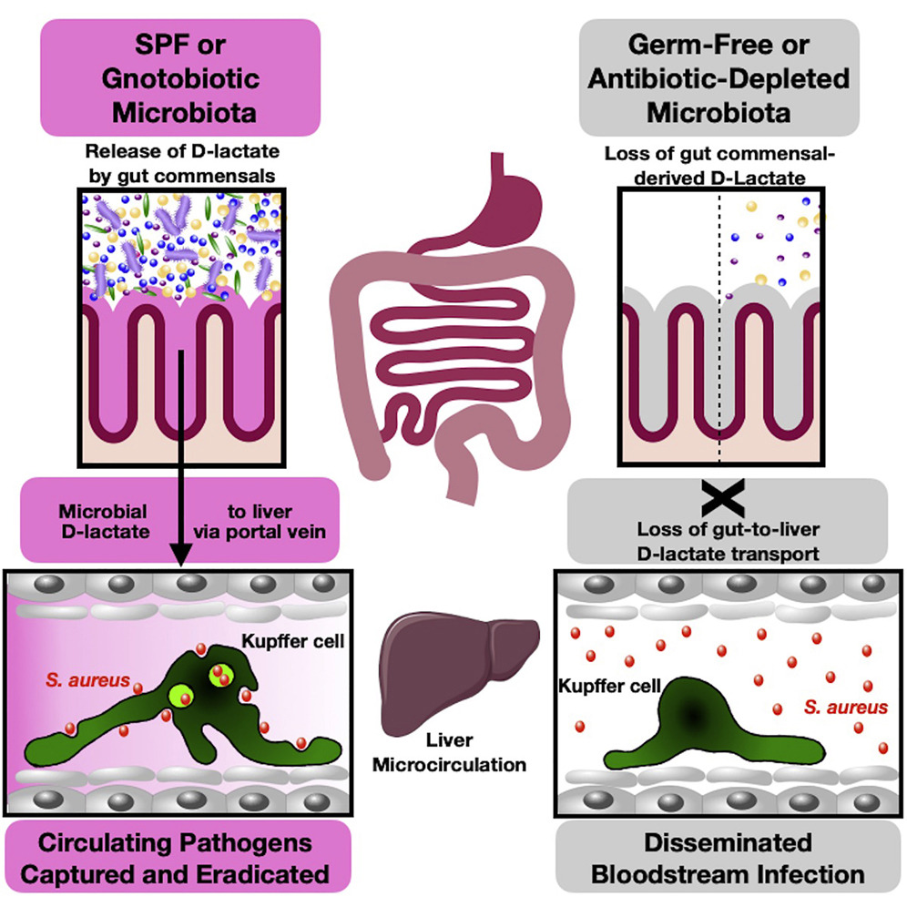 Pathogens, Free Full-Text