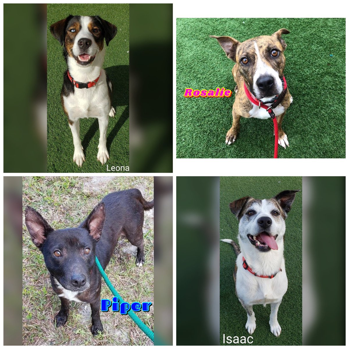 May Day - May Day!! We need help!

With Hurricane Eta now pointed in our exact direction, we need to evacuate all our shelter animals into foster homes. Can you take a dog home for a couple of days until the storm passes? Please email us at Foster@SuncoastAnimalLeague.org.