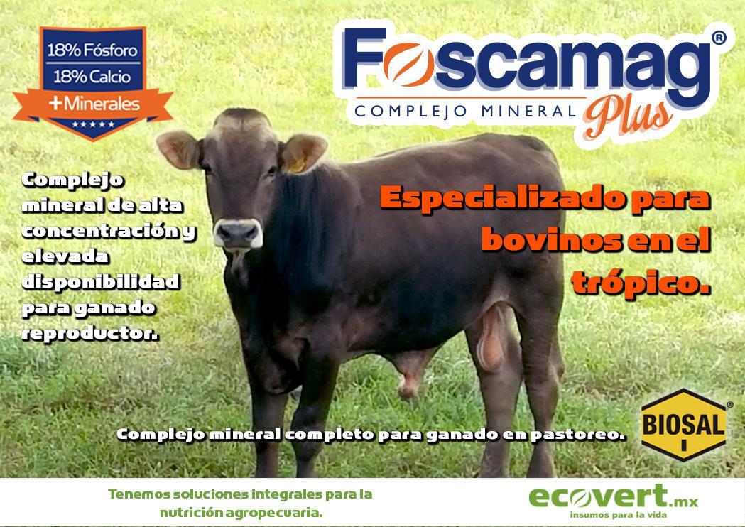 revista_agroreg's tweet photo. Decídete de una vez y utiliza este producto estrella de #ecovert ideal para el complemento en la nutrición de tus bovinos en el Trópico. Foscamag Plus y Biosal, son los minerales que necesitas para obtener resultados sorprendentes. Búscalos en: https://t.co/DkMa5xpkB6 🐄 🐄 ✅ https://t.co/kTgYFJshUh