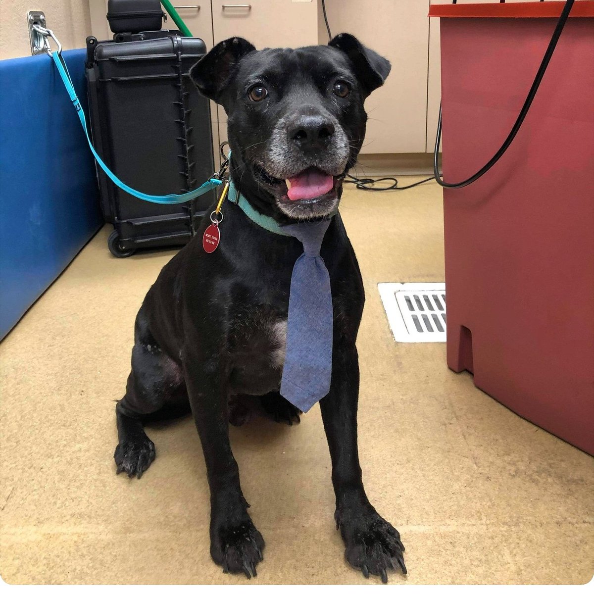 derm4animals's tweet photo. "Amos" 👔 from Creative Contributions Rescue came in looking #dapper for his recheck with Dr. Lewis 💙 at our #Gilbert office
.
#rescuedog #thattie #handsome #puppylove #dogsofinstagram #dermlove #dermlife #dermatologyforanimals https://t.co/C4njJ7bj9R