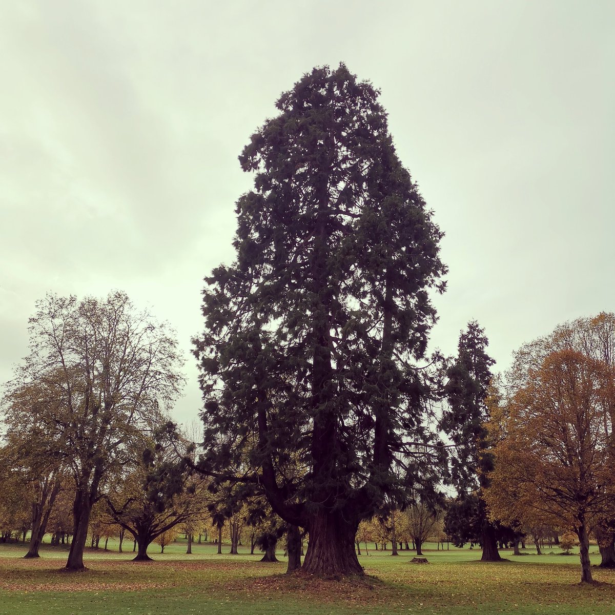 IngestreParkGC's tweet photo. Well done if you correctly guessed the photo was taken from the 9th hole 👌⛳

Hands up if you have hit your ball in to this tree 🙋‍♂️🙋‍♂️🙋‍♂️

#wayward #foreright #fore #slice #superfade #poortree #powerfade #driver #fairway #tree #rough @andyb381
@MidlandsGolfer @IPGCourseupdate https://t.co/JUXXtLGJ6J