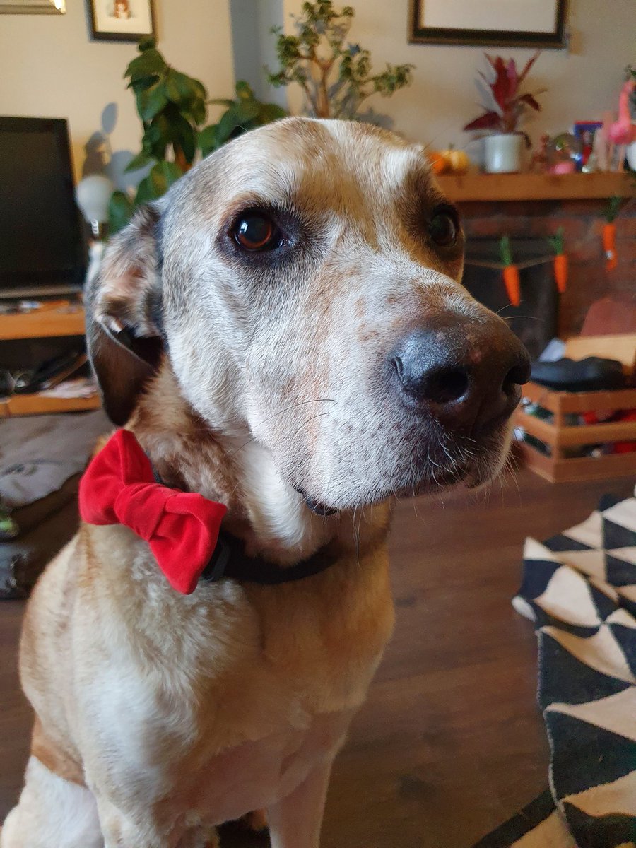Elvis T Dog tweet media