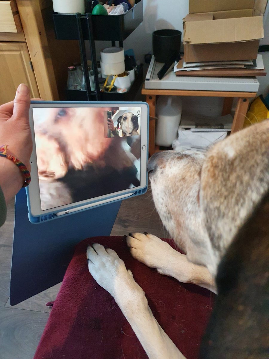 Elvis T Dog tweet media
