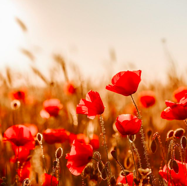 duquesimms's tweet photo. Daniel's grandfather,  was a navy officer in WW2 before coming back, with his British bride in tow to start his career in Real Estate. Today, we remember him and all those who fought with enormous gratitude for our freedom. #RemembranceDay #LestWeForget https://t.co/1XdjGF57xZ