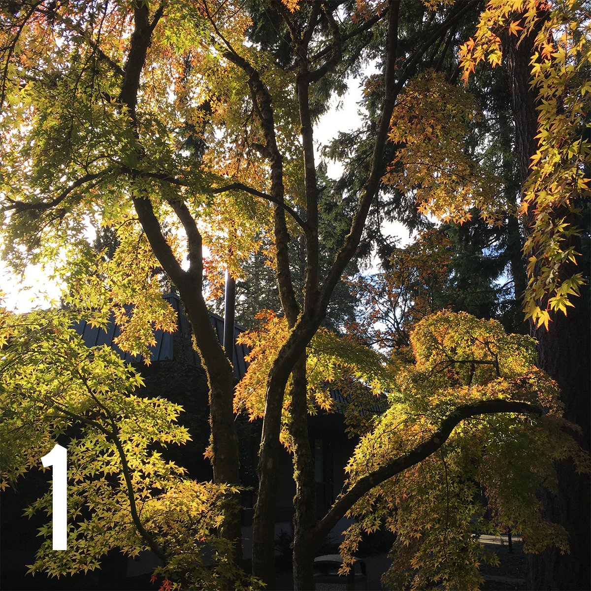 GreenRiverCC's tweet image. As we all work and study at home, let's remember our beautiful "Gator Home" that continues to stand strong, beautiful, and patient for our return! It's been 8 months, but can you remotely identify these scenic spots on campus? Can you get all four?