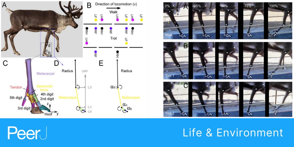 thePeerJ's tweet photo. Forelimb joints contribute to locomotor performance in #reindeer (Rangifer tarandus) by maintaining stability and storing energy
Read the full @thePeerJ article https://t.co/qrC6RYZJUr
#Locomotion #Biomechanics #JointFunction https://t.co/WhoWDyK3sN