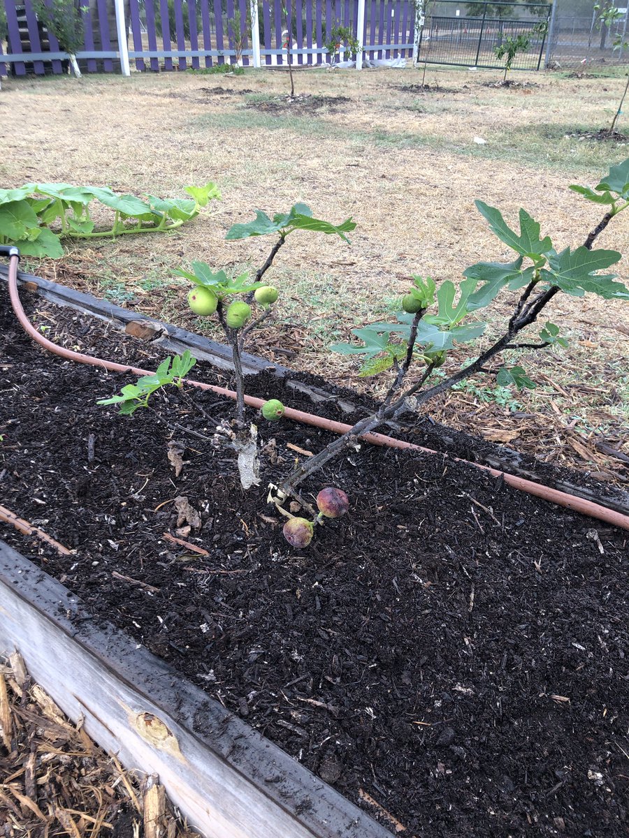 SAISDYmla's tweet photo. Check out this amazing garden the boys at YMLA have been working on!! https://t.co/Xra07uYNZH