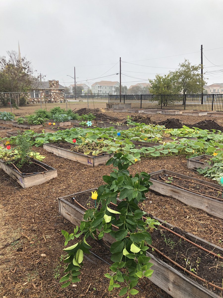 SAISDYmla's tweet photo. Check out this amazing garden the boys at YMLA have been working on!! https://t.co/Xra07uYNZH