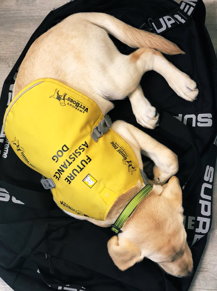 grateful today and every day to all who serve (or served) our country - and their families... honoring and remembering those individuals who sacrifice themselves for our freedom ~xoxo #teamgolden and our Service Dog In Training - Todd!  @guidedogfdn @americasvetdogs #veteransday