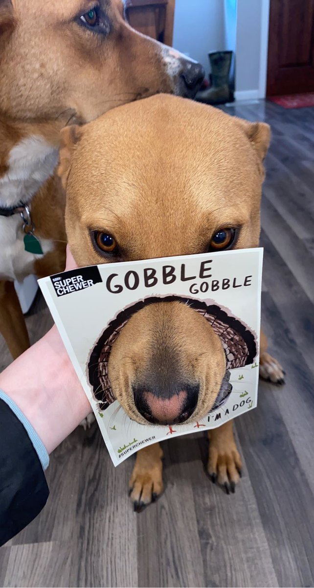 kassilue2's tweet photo. we’re lovin our thanksgiving themed box from @superchewer @barkbox!! I love my doggies so much that I got them the 1/2 year subscription and they have been nothing but all about the stuff inside 😍 Will definitely be renewing for at least an entire year 😍 https://t.co/RDDYpp6o9D