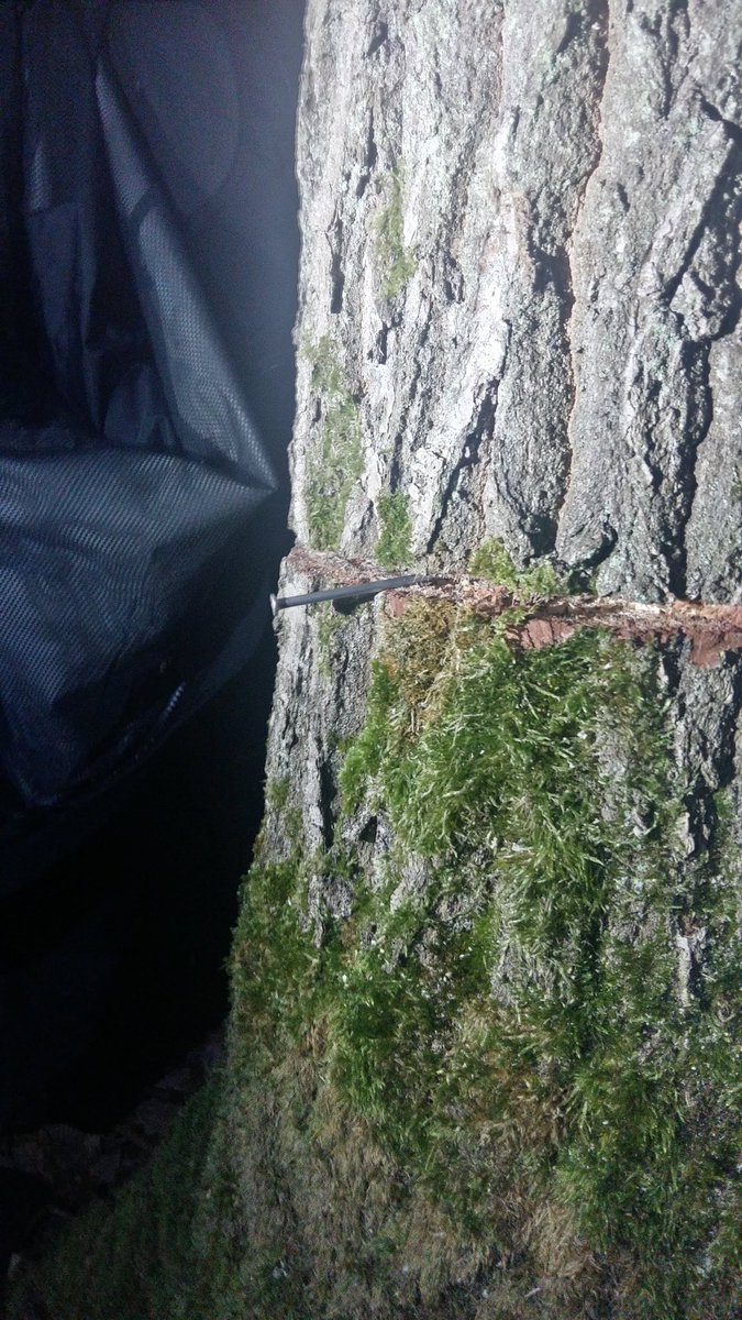Druebenlife's tweet photo. So today in the barrio drüben a tree was cut ca. 5cm deep. This tree was one off three trees which holds the treehouse danger zone. While being cut 2 persons where up on that treehouse. STOP THIS MADNESS!!!! https://t.co/Xr6esmyVg1