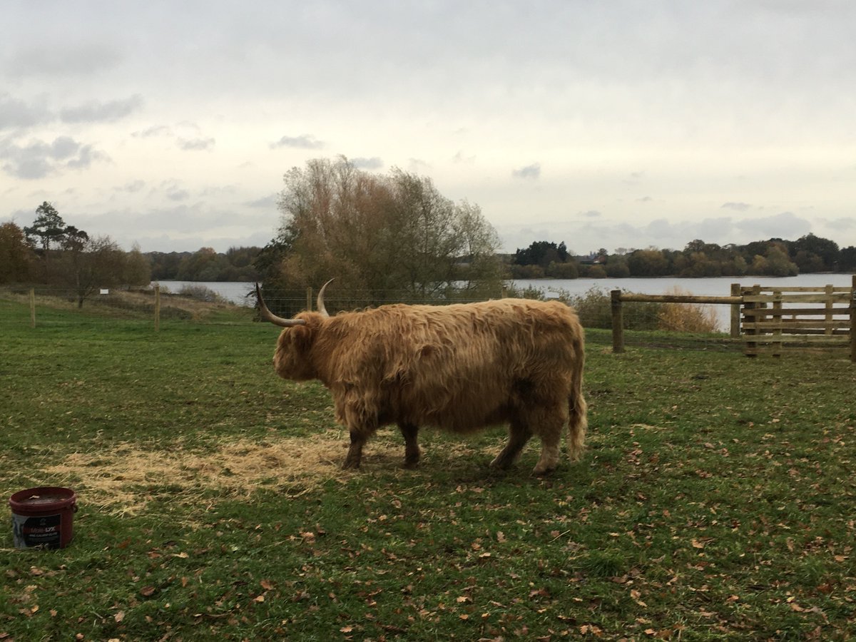 parkrunpoetry's tweet image. Nice run of defunct Great Run Local 5 K course @AltonWater this afternoon - with Highland coos and an eerie sunset #running #greatrunlocal