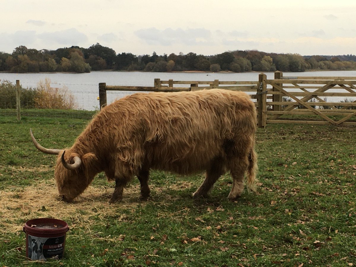 parkrunpoetry's tweet image. Nice run of defunct Great Run Local 5 K course @AltonWater this afternoon - with Highland coos and an eerie sunset #running #greatrunlocal
