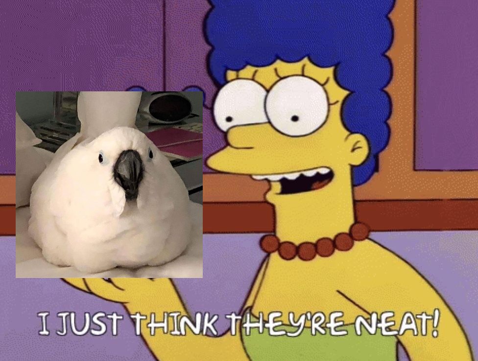 Cockatoo Daily tweet media