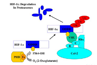 9/n Also iron is needed for the function of PHD which targets HIF for destruction so less iron less PHD and more HIF. (PMID: 1253760)