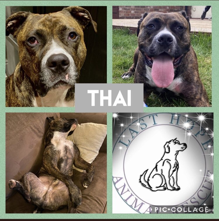 TurnerSis1's tweet photo. How gorgeous are they all &amp; your RTs #TeamZay #WoofWoofWednesday will help change their lives furever xxx https://t.co/t8BV73ZcNB