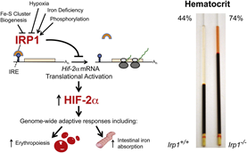 8/n Recall normally the HIF protein is very short lived but under hypoxic conditions is stabilized inducing a wide variety of adaptions to hypoxia. Iron deficiency both induces HIF gene upregulation (PMID: 23395174)