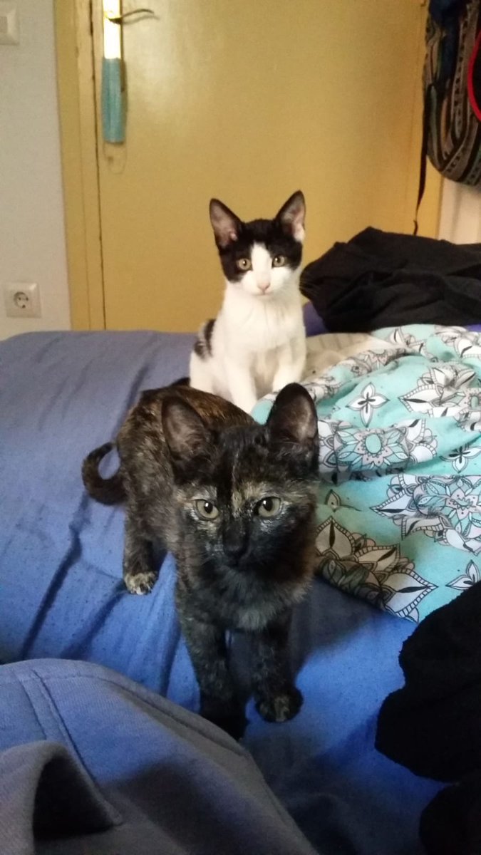 refugioescuela's tweet photo. Los cachorritos gatunos #TOÑO y #PRISCILA siguen en busca de un hogar😻❤️ Además de ser adorables😸, les encanta socializar💜
¿Te has enamorado⬇️?
📩Gatos@elrefugioescuela.com
🌐https://t.co/NZHMIiWMbQ
.
#pasionporhacerlesfelices #adoptar #acoger #gato #sevilla https://t.co/4KskcBlpi5