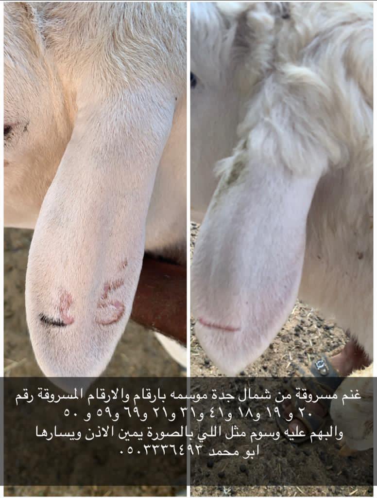 alamattaqs's tweet photo. غنم مفقوده من جده وربما السارق ياخذها لمناطق اخرى انشروها لاهل الحلال https://t.co/A3EyP7pUUs