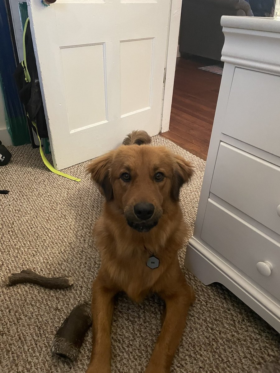 This guy has been showing up in all my <a href="/SpfldCollege/">Springfield College</a> Zoom classes these days - he only contributes his feelings about bones...and let me tell you, he really likes bones.
