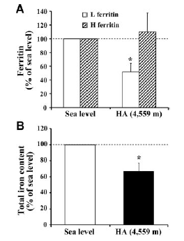 14/n Interestingly another source of iron to support altitude erythropoiesis is muscle iron! Robach showed that hypoxia decreased muscle ferritin & upregulated the iron export protein ferroprotein perhaps iron can be exported from the muscle in hypoxic conditions PMID: 17311997