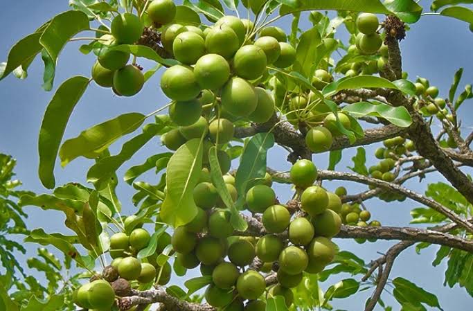 isibor_omo's tweet photo. Good evening, 
I am compelled to do a thread on the Shea sector in Nigeria.

What is Shea?

Sheanut is obtained from the (depulped) fruit of the Shea tree; Vitellaria paradoxa, an indigenous African food tree that grows in the wild across the Savannah in over 18 states in SSA. https://t.co/AT9ufqBesq