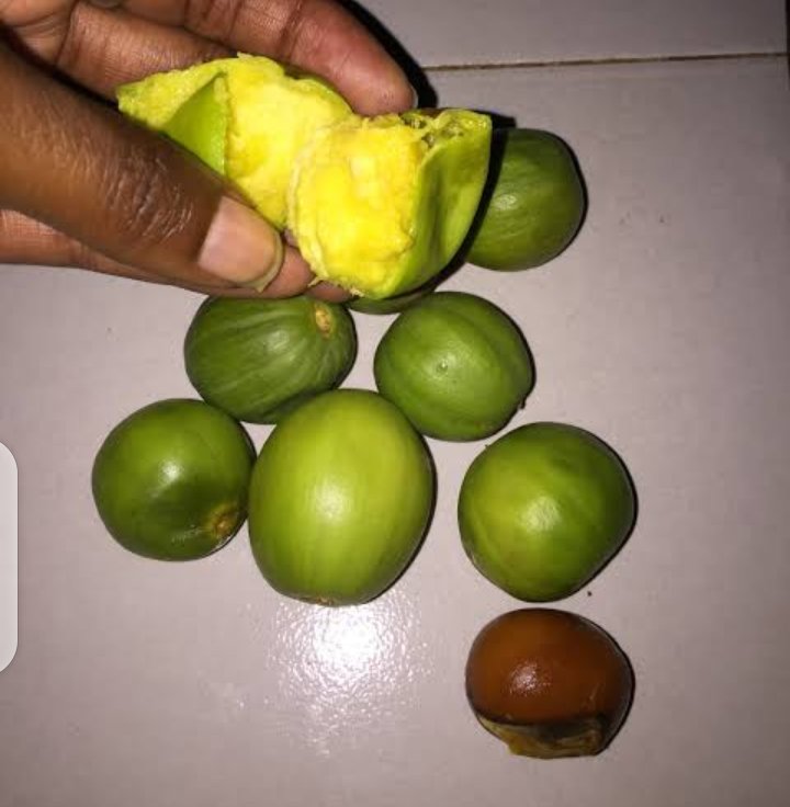 isibor_omo's tweet photo. Good evening, 
I am compelled to do a thread on the Shea sector in Nigeria.

What is Shea?

Sheanut is obtained from the (depulped) fruit of the Shea tree; Vitellaria paradoxa, an indigenous African food tree that grows in the wild across the Savannah in over 18 states in SSA. https://t.co/AT9ufqBesq