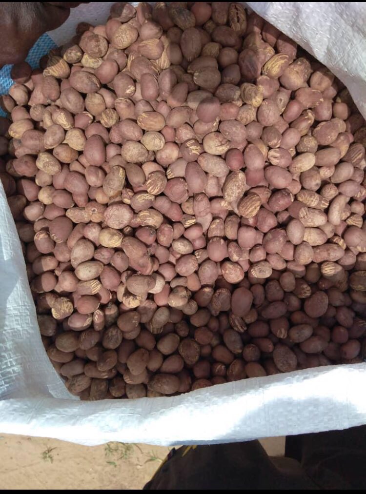 isibor_omo's tweet photo. Good evening, 
I am compelled to do a thread on the Shea sector in Nigeria.

What is Shea?

Sheanut is obtained from the (depulped) fruit of the Shea tree; Vitellaria paradoxa, an indigenous African food tree that grows in the wild across the Savannah in over 18 states in SSA. https://t.co/AT9ufqBesq