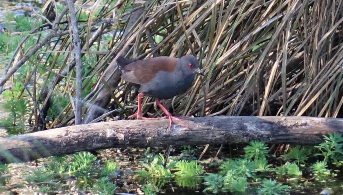 Everything is about balance .
Our wetlands are our planets  lungs ♥️

#BOTY2020 

Vote for the Famous Five!
@votebittern
 #matuku
#VoteFernbird #Mātātā
#BrownTeal #pāteke
#SpotlessCrake #pūweto
#CrestedGrebe #pūteketeke
@Forest_and_Bird 

Photo credit Jacqui  Geux