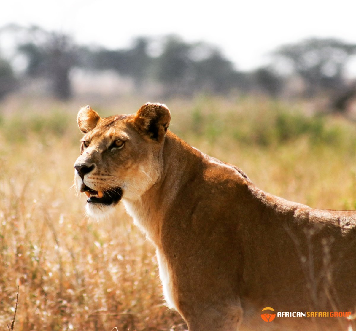 African Safari Group tweet media