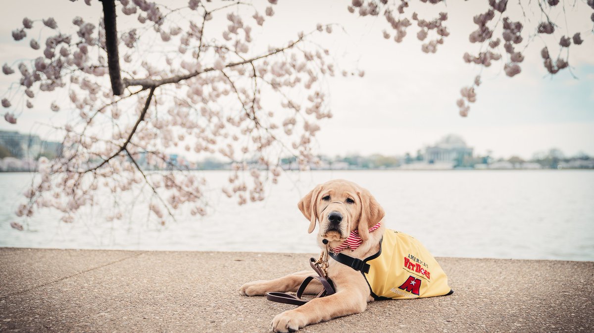 TedLeonsis's tweet photo. Scout, @MSE's service dog in training will one day assist a veteran thanks to @AmericasVetDogs. America’s VetDogs is proud to help veterans by providing highly trained service dogs to those in need. https://t.co/QzCUE85RF7