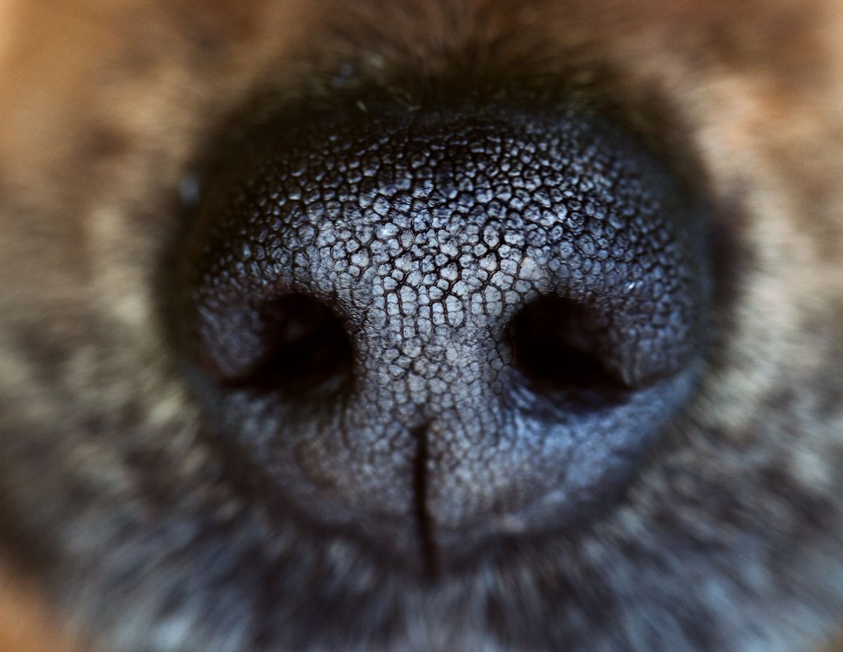 yes_estaloca's tweet photo. Si la nariz de un perro está caliente, está enfermo, pero qué hay de cierto, y la pregunta que nos trajo a este lugar, y es conocer ¿por qué la nariz de los perros es húmeda? #RevistaWeepec #WeepecApp #Weepec #cuidadoscaninos #tipscaninos #perros
https://t.co/T6mhfcP0Jv https://t.co/OO6Xefen54
