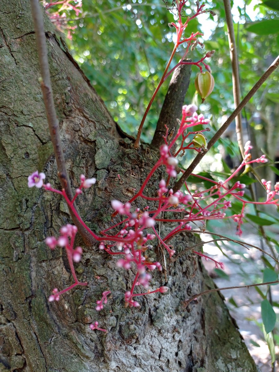 AmenaAlam5's tweet photo. What do you call the fruit? #Carambola or #StartFruit or #কামরাঙা in bengali? Did you see it's #flower before? These little #pink flowers are overwhelming.
#green #trees. #photography #flowerotography #Bangladesh #village https://t.co/QKnP2LL0jy