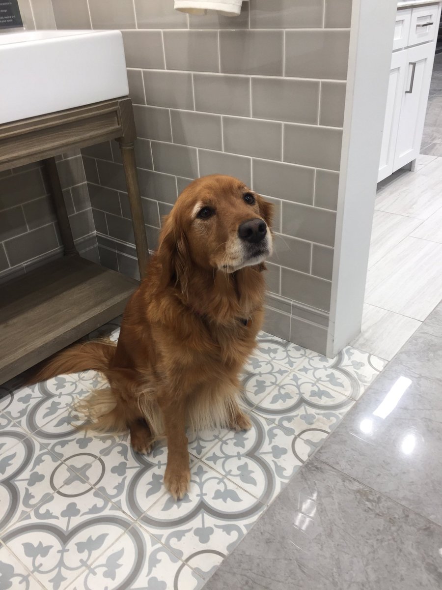 ShariGoodchild's tweet image. Thanks for visiting us today, Sweet Riley! #tileshop #tiledogs #ChevernyBlanc #encaustictile