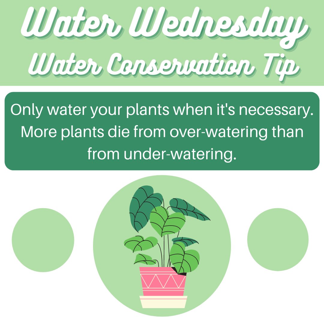 aggiesforCW's tweet photo. You already know what day it is 👀 It's Water Wednesday! Today's tip: Only water plants when necessary. More plants die from over-watering than under-watering.

Source: https://t.co/quNh83uGyi https://t.co/PjG7vT1VY7