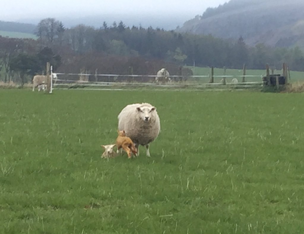 pirntatonjim's tweet photo. We’re looking for someone to join the team for April/May/June 2021, to  assist mainly with sheep work. Will include our Stud and commercial lambing, tailing and early summer stock work. Outdoor lambing experience and good dogs essential. Accommodation available. Please share. https://t.co/MSMEvrwqZW